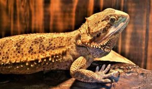 Bearded dragon bite symptoms can vary, but the most common are redness, swelling, and pain.