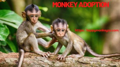 monkey adoption