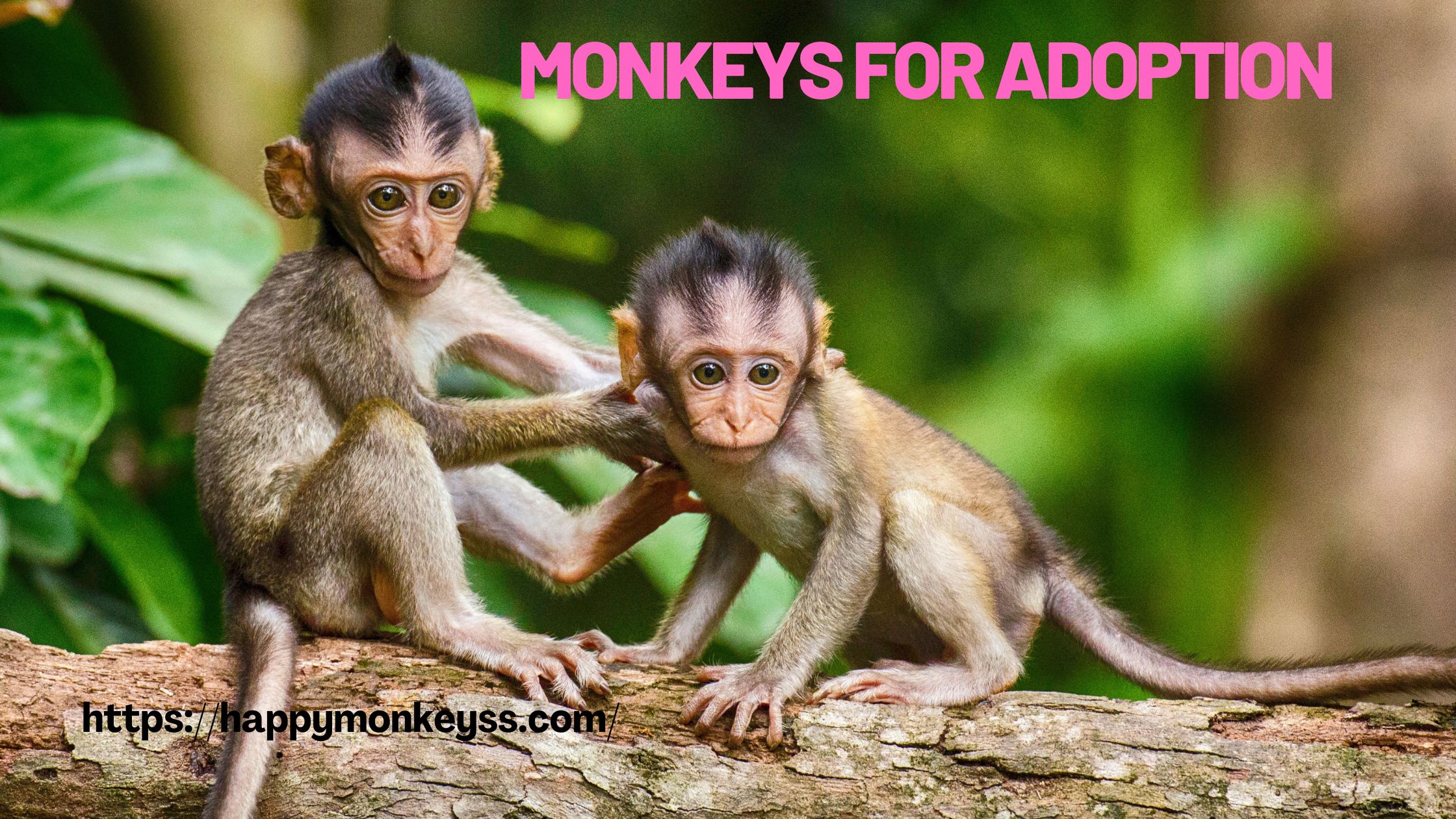 monkey for adoption