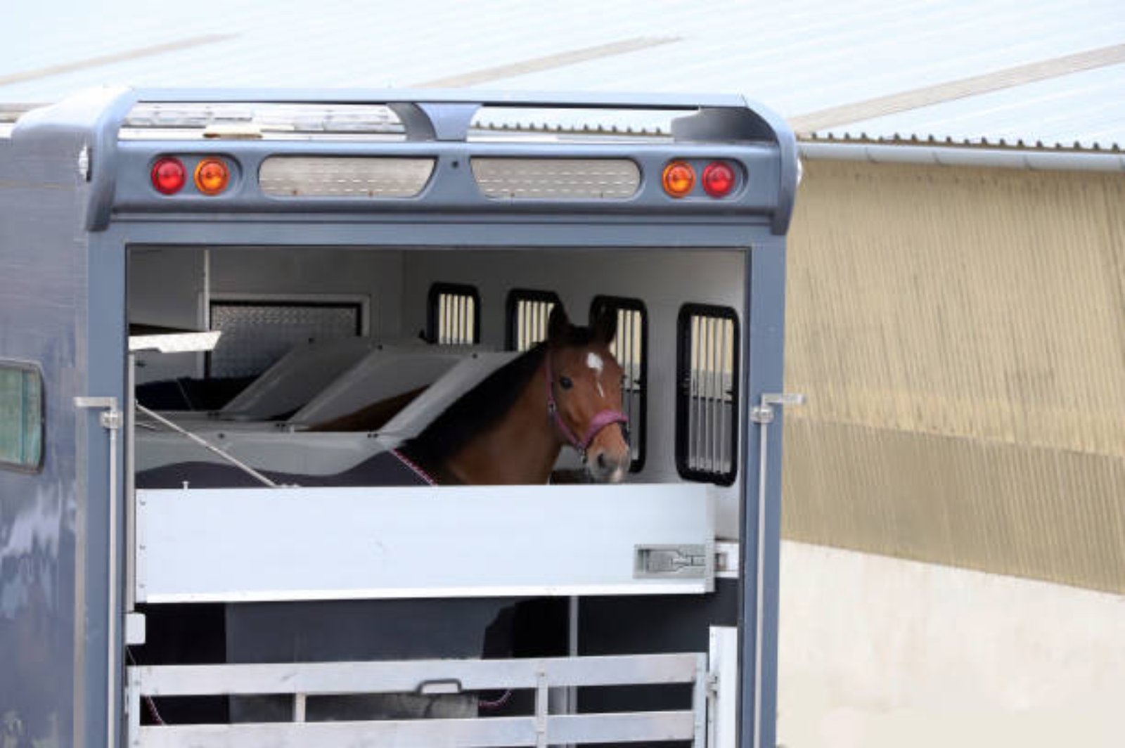 How can an animal transporter help you in transporting your pet animals