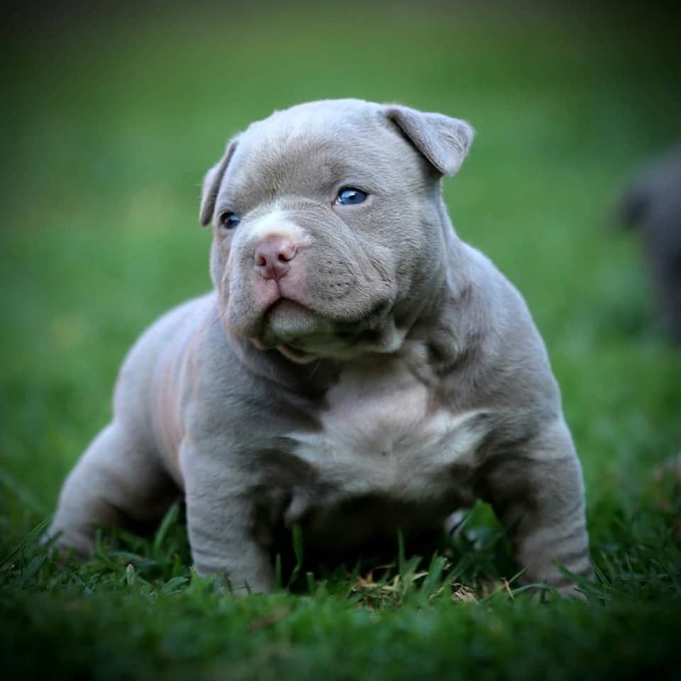 American bully puppies for sale in NJ = New Jersey