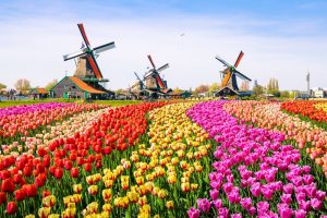 Tulip Garden , canal in zaanse Amsterdam, Netherland